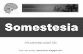 Fisiologia - Somestesia
