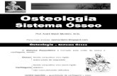 Anatomia - osteologia, sistema ósseo