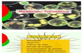 Membrana Plasmática e Organelas citoplasmáticas
