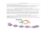Embriologia Divisão celular