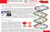extração DNA do morango