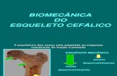 Biomecanica Do Esqueleto Cefalico