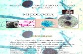 Slides Acerca de Micologia