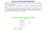 Gliconeogênese [Modo de Compatibilidade]