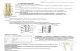 2- Medula, Vascularizacion y Meninges