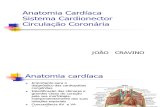 Anatomia cardíaca e coronária
