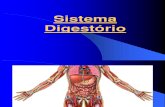 1.4 - Sistema Digestório