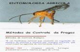 Entomologia Agricola aula 3