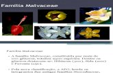 filogenia - myrtaceae