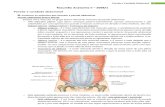 Resumo de Anatomia - Parede / Cavidade Abdominal e Aparelho Digestorio