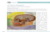 Nervo Trigemio-Anatomofisiologia