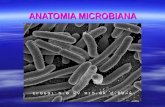 Anatomia Microbiana