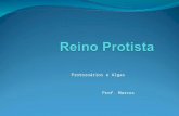 ReinoProtista-Protozoarios 2º ano