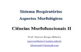 Sistema Respiratório (Aspectos Morfológicos) - Ciências Morfofuncionais II - Marcos Borges Ribeiro Apresentado Por: Simone Cucco - UNIME