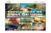 Diversidade Algas Marinhas Ingrid Balesteros