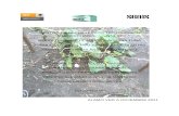 cultivo y manejo de plantas reporte del pepino