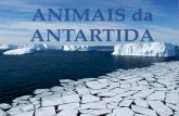 Animais da Antartida / Pólo Sul
