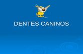 DENTES CANINOS.ppt