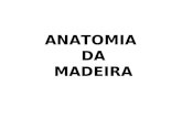 Aula de Anatomia de Madeira