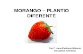 Morango – Plantio Diferente