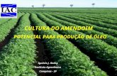 Cultura do Amendoim - Potencial para Produção de Óleo
