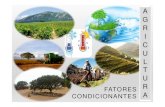 Agricultura: fatores condicionantes