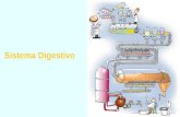 Sistema digestivo[1]