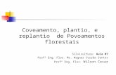 Coveamento, plantio e replantio de povoamentos florestais