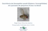Ocorrência de Drosophila suzukii (Diptera: Drosophilidae) em pomares de pequenos frutos no Brasil