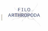 Filo artrópodes 02   classificação