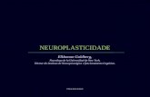 Neuroplasticidade [em portugues] (por: carlitosrangel)