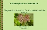 Diagnóstico Visual do Estado Nutricional de Plantas