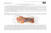 Semiologia 09   otorrinolaringologia - propedutica orl pdf