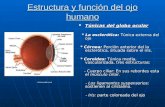 Estructura y función del ojo humano.