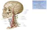 Vasos del sistema musculoesquelético de la cabeza