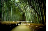 O bambú e_a_samambaia