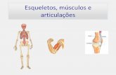 Esqueletos, músculos e articulações