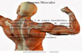 Aula Sistema Muscular