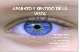 Anatomia y fisiologia del ojo1111