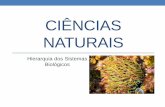 Ciências naturais   hierarquia dos sistemas biológicos