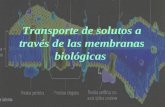 transporte de solutos a traves de las membranas biologicas