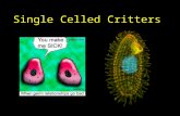 21  Diversity I:  Single Cells