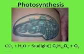 06  Photosynthesis