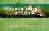 nutriçao mineral das plantas-Trabalho de biologia