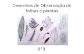 Desenhos observação Folhas e Plantas