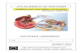 11125835 apostila-anatomia-sistema-urinario