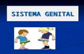 Aula Anatomia_Sistema genital masculino e feminino
