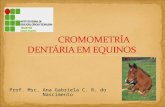 Cronometria dentaria de Equinos