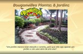 Bouganvillea plantas & jardins