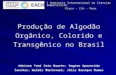 Producao  De Algodao Organico, Colorido E Transgenico No Brasil